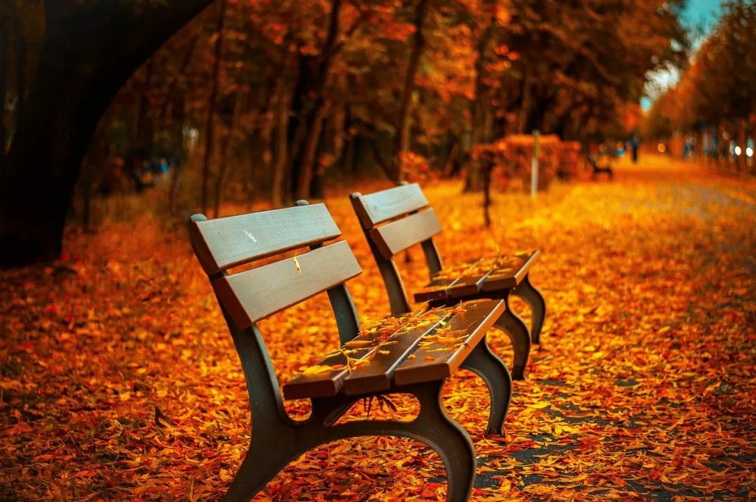 Two Benches Covered in Dried Leaves - 1